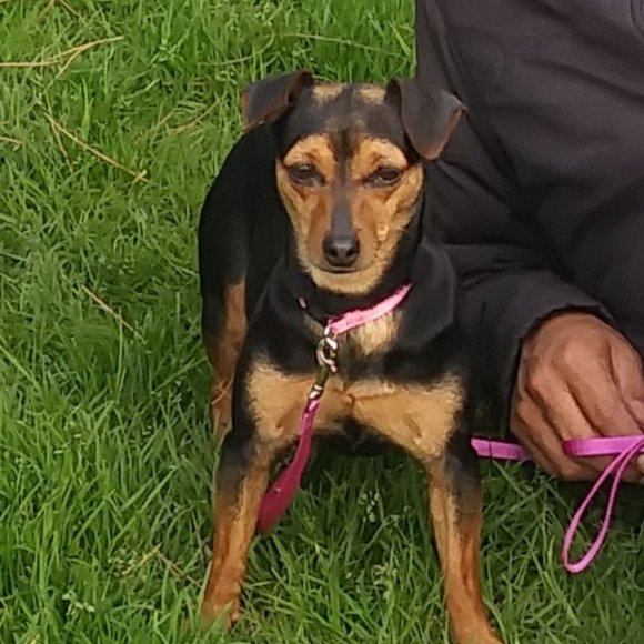 Meet your Posher, Sylvia - Picture 8 of 8